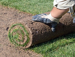 man rolling turf on lawn