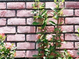 Garden wall